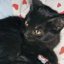 D 863e2d4b 430c 4a2f 83a4 fef92f5ec7bc