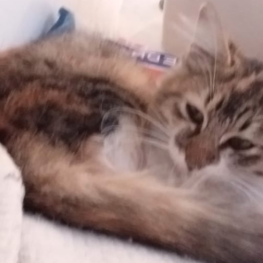 D 72808eea 6ddf 493b bd38 daf0d490232a