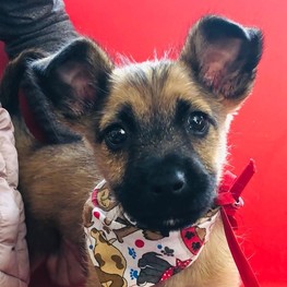 D aa706513 8bfb 4b4a 9a36 d7042180c8ab