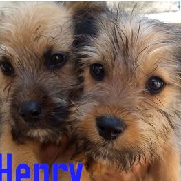 D cda41e88 3f5b 4999 960e 334c3dc8e013