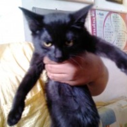 D 29eaceaa 3196 4d62 ae51 593a67c68617