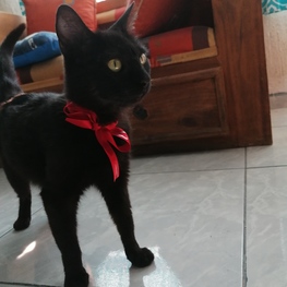 D 8c7c7fd8 1717 401a b249 af7491410e4a