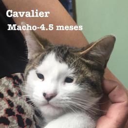 D 7809cf1c ec1b 4ae3 b203 9437b29713b8