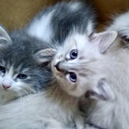 D 97641c54 c950 4a14 ae1e 52bfd33554cb