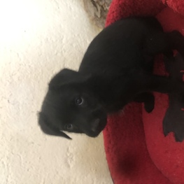 D 17e452d9 c83f 4fec a6a4 3d368993448d