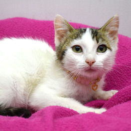 D 98246079 9512 4c62 ba14 92690f52d34f