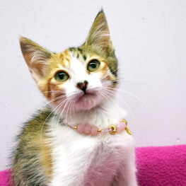 D c30c54d2 512d 45b6 9958 e553874906ed