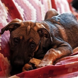 D 74b42ce7 f224 468a a5d1 9bfb383dbd7b