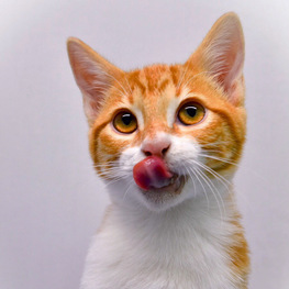 D 21bbbae5 948c 4434 b28e 1cf97aaa276e