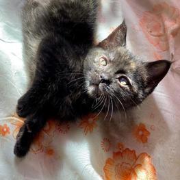 D 8b950850 6911 43e2 b578 cbf03c4b2a16