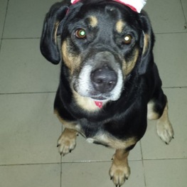 D 826efee4 5dd5 4dff 9f06 660ee8070a19