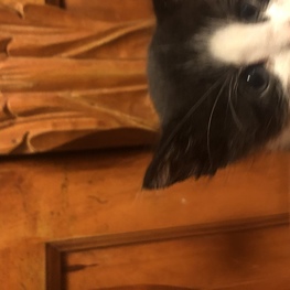 D ff265167 0b83 461a aa5a 8e9030d85723