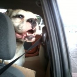 D 83a4efe4 600d 4b64 8d51 d7c4591e55a7