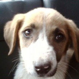 D 4e54e1ce ea36 4c63 a246 f1015285a0ad