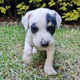 D c92e134b 7173 4435 9f70 d88f0df4b2b8