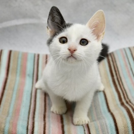 D cff9b62a f54b 4fe5 9a03 e8f1883913a7