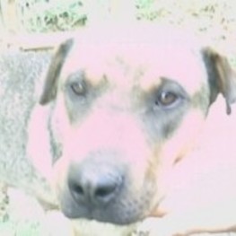 D c15065f1 2fad 41c3 a254 b3f932cbd522