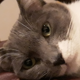 D cd252a0a 9b7f 4b4c b9de 0eebbee00e17