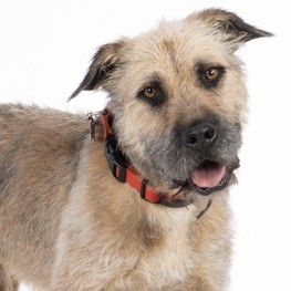 D bba5c87e 11cc 4065 a4d2 1a1957d675e7