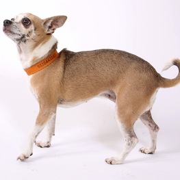 D 528e27a7 cded 4bd7 9661 f28594ba991d