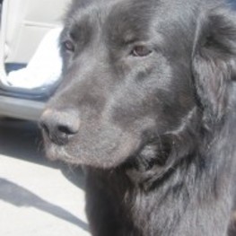 D ae89b835 de83 4fcb 8e96 c9a597ee8295