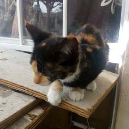 D 6b622b0f 77a1 4866 9ed5 b60c9ff8a952