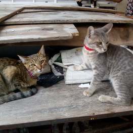 D 2a052c54 cddf 47ab a42a 54e04ecb1f18