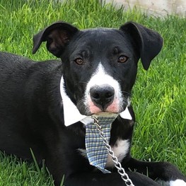 D eadef17c f828 4c68 9e4d 19fdb6007094