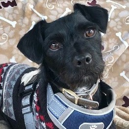 D 6dff5165 fcc1 444e 9157 9db9c6a366fc