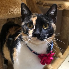 D 2c2a9d39 45c9 4239 b15a 9fb90a1ed407