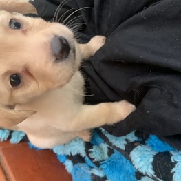 D 8c68d50e cd6c 4dcf b3e7 caf7f4205f4b