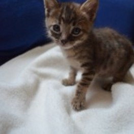 D 2e6671c5 36f4 447d b334 4159d4370892