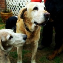 D 1a6c6ab7 bc86 4adf a24d 73e35be2446f