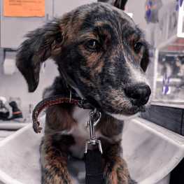 D bf44eaaf 6606 488b 8707 7fce6146dfeb