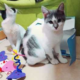 D 88961fc9 0325 4adf bbee f23d2183185b