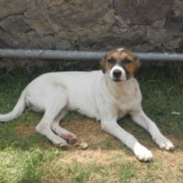 D c54f27e7 8a03 4646 890d 5c528a320ec9