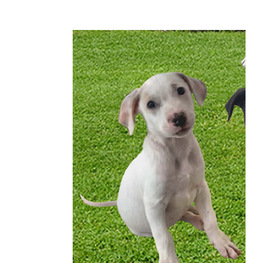 D 5c6264c6 d9ed 4e6f aa37 27075804cc22