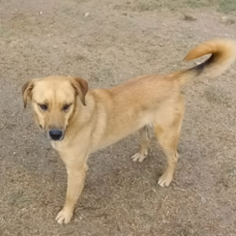 D 4c852555 977f 4529 a600 040ee943f889