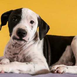 D a23002d8 6390 49f2 b420 026df0191341