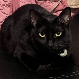 D 82b7c0ce 2451 4d6e 965a 9ed0b4534735