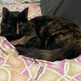 D 4db83fc7 5beb 4b17 b257 ad90d8843573