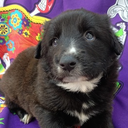 D 628da75d 8a74 48aa 841d 28706897eb25