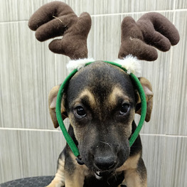 D ee943b58 0001 4df0 a193 391bda1dcb35