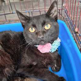 D 0259c185 e07b 46cf b5ac a85c531d6917