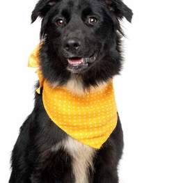 D aa86efbe 5e36 43bf 9ed0 b893c5508ee4