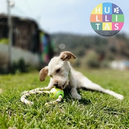 D b5c0ea6e 66a5 4325 b5ff fb7c6c835cc3