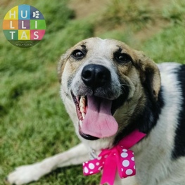 D 2397d565 f1df 4499 8864 f7087c9e6d5d