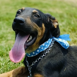 D 3e609c34 0c17 4451 924c 46caa9ecf77c