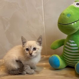 D 281f7aab 0524 4cca 952e ecfc3eaafc99