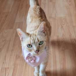 D 077f3856 fc16 4cee a556 bdc09652d49b